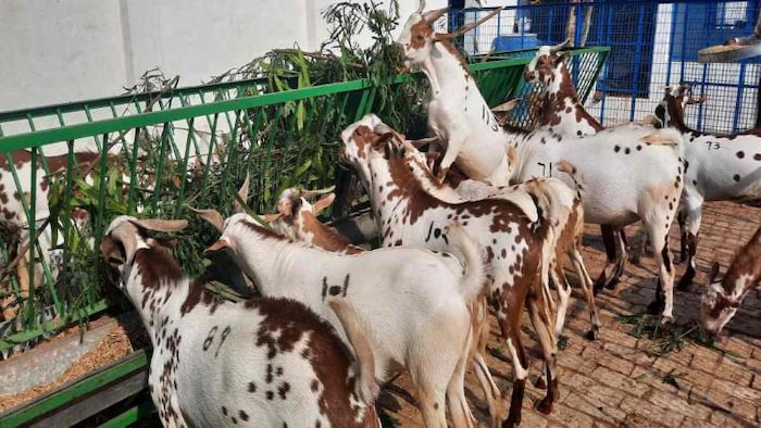 बकरे और बकरियों का प्रतीकात्मक फोटो.