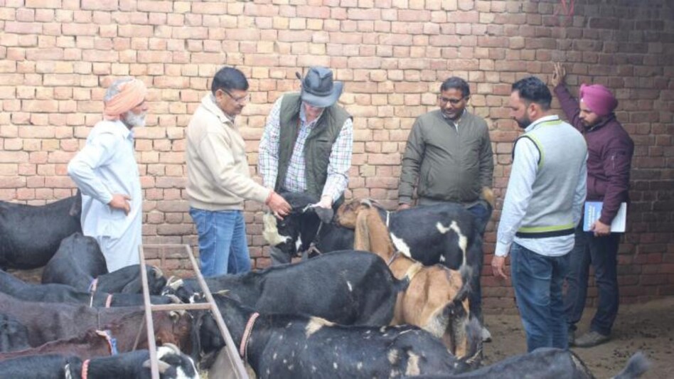 पंजाब में इन बकरियों को देखकर नीदरलैंड्स के मार्क्स बोले, ‘ये तो डेयरी गोट्स हैं’ पंजाब में इन बकरियों को देखकर नीदरलैंड्स के मार्क्स बोले, ‘ये तो डेयरी गोट्स हैं’