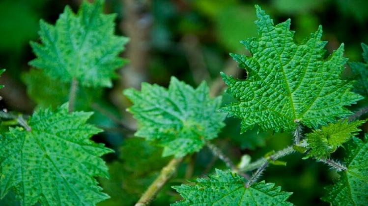 बिच्छू घास से बनेगी ऑर्गेनिक और हर्बल चाय (फोटो क्रेडिट-freepik)