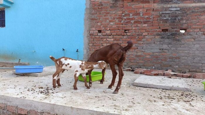 बकरी पालन