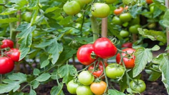 एक ही पौधे पर बैंगन और टमाटर की खेती