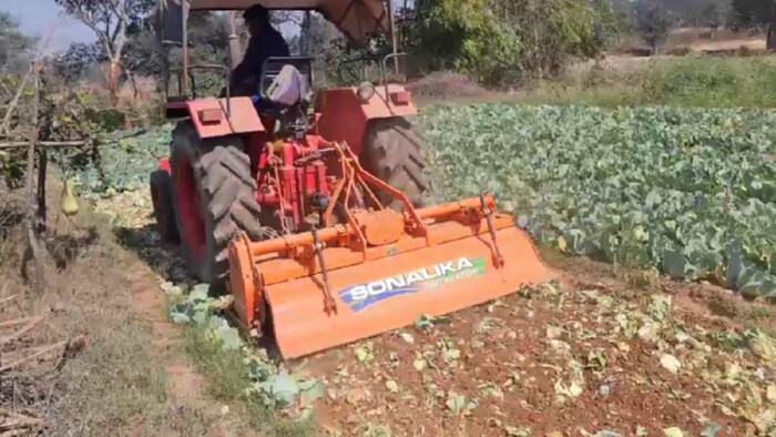 गोभी के खेत में ट्रैक्टर चलाता रामगढ़ का एक किसान