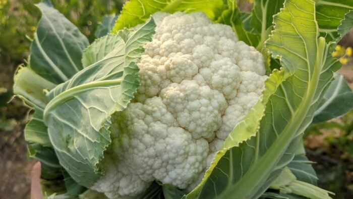 फूलगोभी की खेती (Photo-Indo-Israeli Agriculture Project).