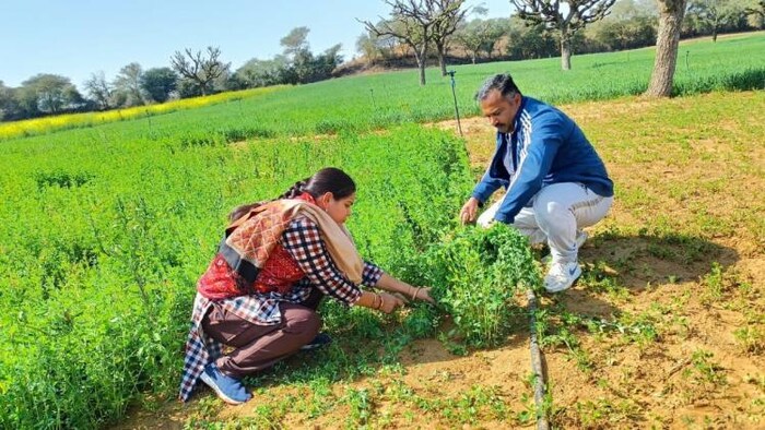 चूरू के किसान विकास रणवा 40 बीघे में ऑर्गेनिक खेती कर रहे हैं