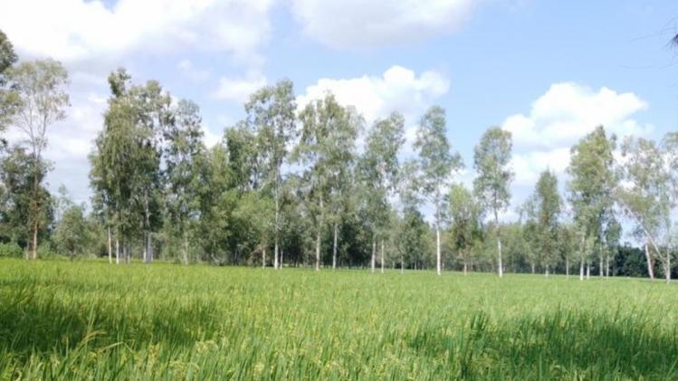 बदलता मौसम दे रहा है खेती में बदलाव की आहट