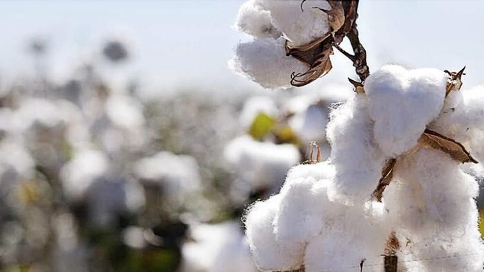 किसान कपास को अपने घर और छतों पर कर रहे हैं स्टोर.