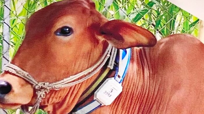 गाय के लिए फायदेमंद मॉनिटरिंग बेल्ट