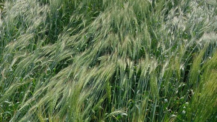 बेमौसम बारिश से रबी सीजन की फसल हुई खराब.