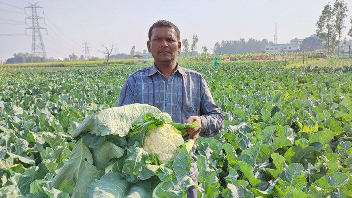 फूल गोभी के बढ़े भाव