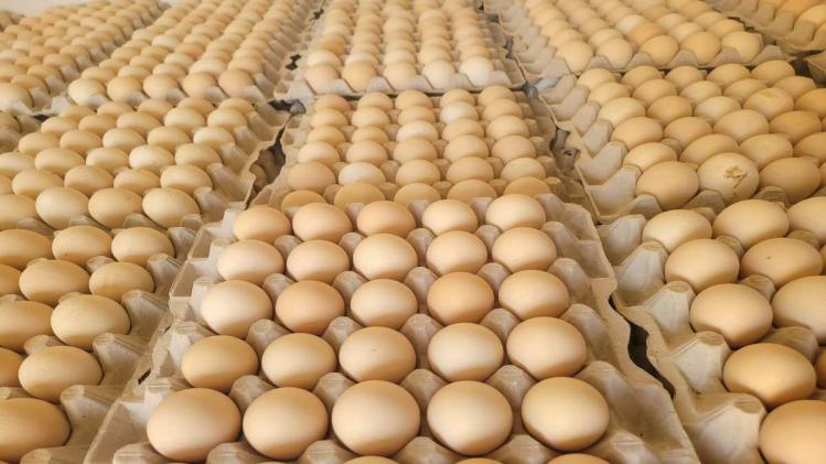 अंडों का प्रतीकात्मक फोटो.