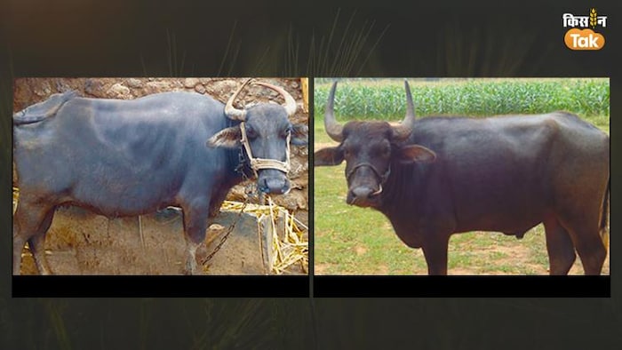 धारवाड़ी भैंस और धारवाड़ी भैंसा