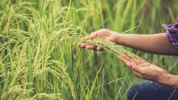 कम समय में अधिक मुनाफा पाने के लिए करें गरमा धान की खेती, फोटो साभार: freepik