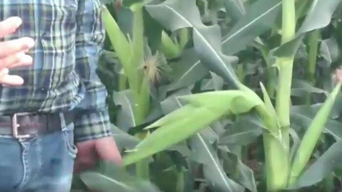 मध्य प्रदेश में अचानक तेजी से बढ़ने लगी मक्का की फसल