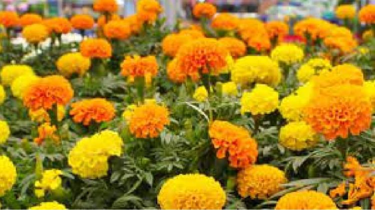 यूपी में बनेगा फ्लोरीकल्चर कॉरिडोर