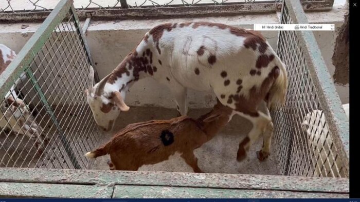 अपनी मां का दूध पीता बकरी का बच्चा.