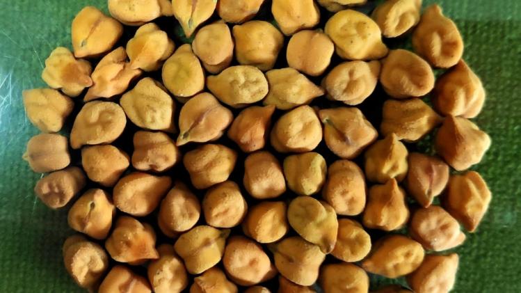 मध्य प्रदेश के सभी जिलों में होगी चने की खरीद. (Kisan Tak).