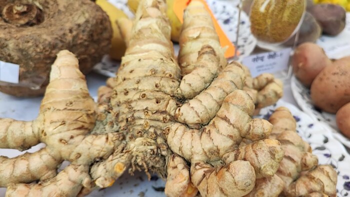 हल्दी की उन्नत किस्म