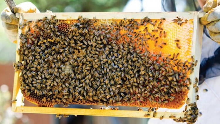 जानें शुद्ध शहद के पहचान के तरिके