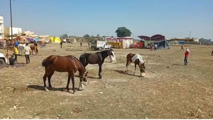 बक्सर में लगा घोड़ों का स्पेशल मेला