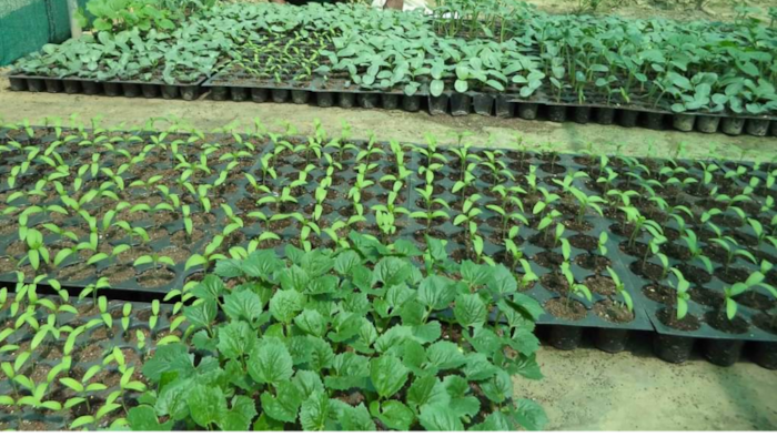 जायद सीजन में बोई जाने वाली सब्जी की नर्सरी