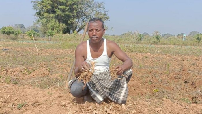 झारखंड के कई जिलों में सूखे का असर