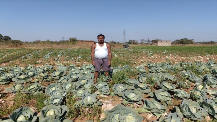 अपने खेत में छोड़ी गई पत्ता गोभी दिखाता किसान फोटोः किसान तक