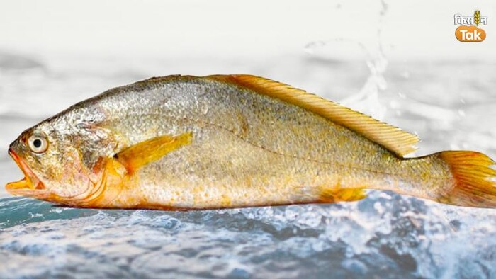 आंध्र प्रदेश में कचिरी मछली को मिला 2.10 लाख रुपये का रेट (Photo-Special Arrangement)