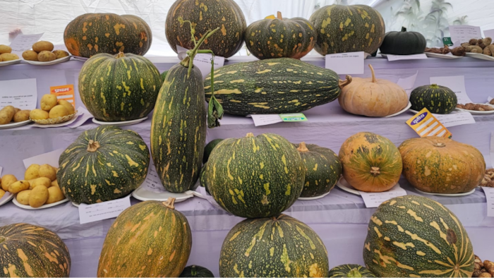 कद्दू की उन्नत किस्म