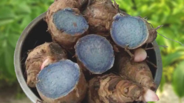 काली हल्दी