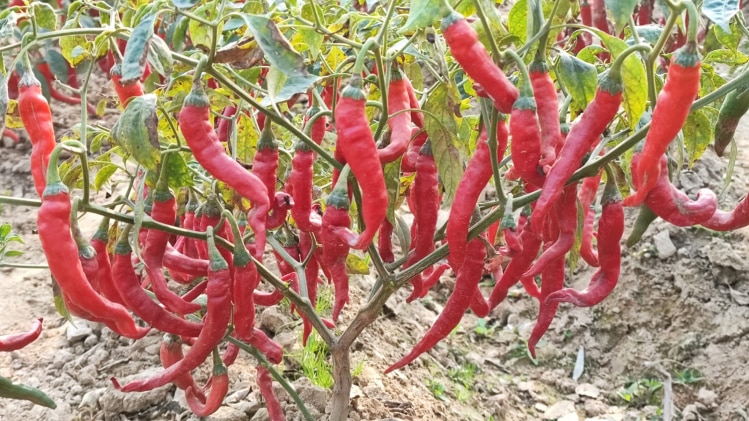 काशी सिंदूरी लाल मिर्च से बन रही है लिपस्टिक