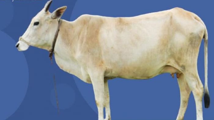 सरकार ने महाराष्ट्र की कथानी गाय का रजिस्ट्रेशन किया है (Photo-ICAR).