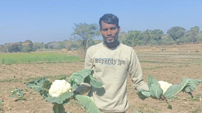 अब पंजाब के किसानों को नहीं मिल रहा फूलगोभी का उचित दाम फोटोः किसान तक