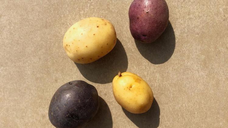 कुफरी नीलकंठ आलू का प्रतीकात्मक फोटो. फोटो क्रेडिट थ्री वन फार्म