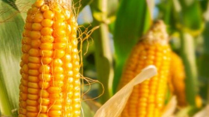 देश भर के कृषि संस्थानों में जीई फसलें तैयार की जा रही हैं
