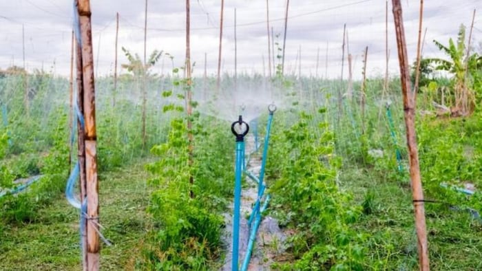ड्रिप तकनीक से की गई सिंचाई पारंपरिक सिंचाई के मुकाबलें अधिक फायदेमंद है, फोटो साभार:freepik