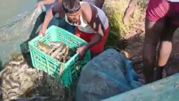 पुणे के इंदापुर तालुका में मांगुर मछली पालने को लेकर बड़ी कार्रवाई की गई है