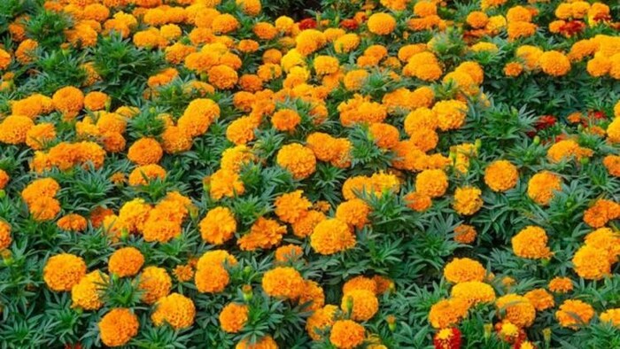 गेंदे की खेती ने बदली छोटे किसानों की तकदीर, फोटो साभार: Freepik