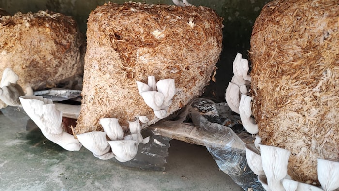 घर पर मशरूम तैयार करने की ग्रो कीट