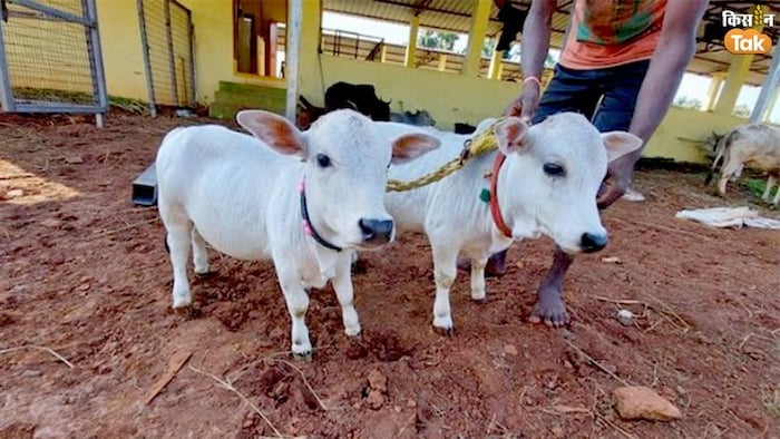 ढाई फीट की गाय मिनिएचर पुंगनूर