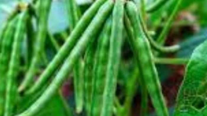 मूंग की फसल में लगने वाले रोग