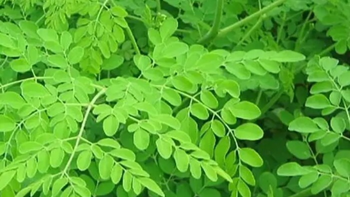 सहजन के फ़ायदे