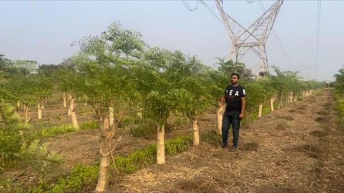 मोरिंगा के खेत में खड़ा युवा किसान