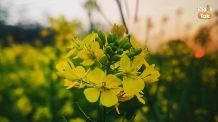 कितना मिल रहा है सरसों का दाम ?