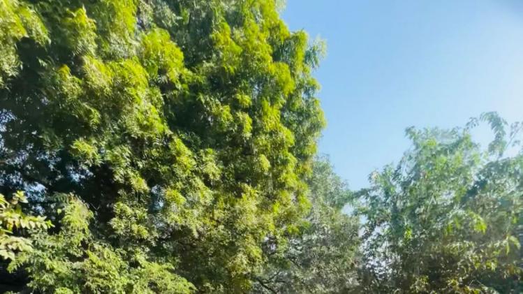 नीम के पेड़ पर फंगस वायरस का हमला