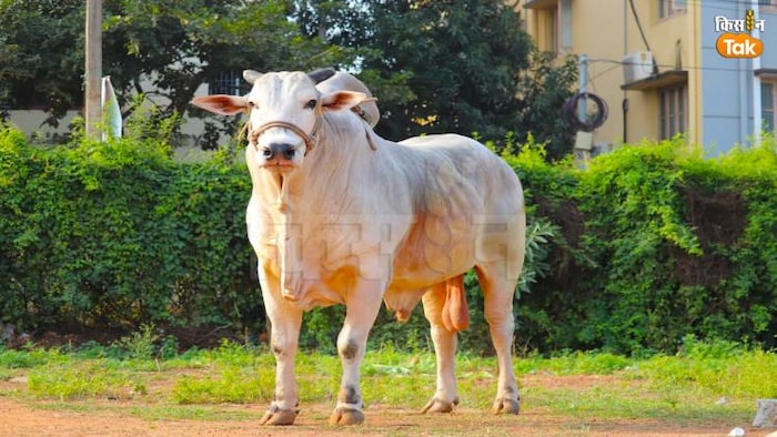 आंध्र प्रदेश के प्रकाशम जिले का ओंगोल बैल