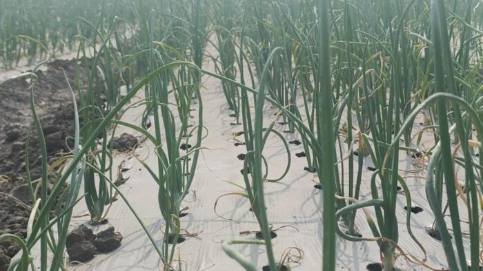 प्याज़ की फसलों पर कीटों का हमला