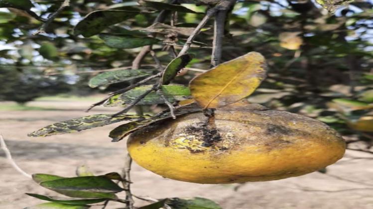 संतरे के बागों पर बढ़ा कीटों का प्रकोप