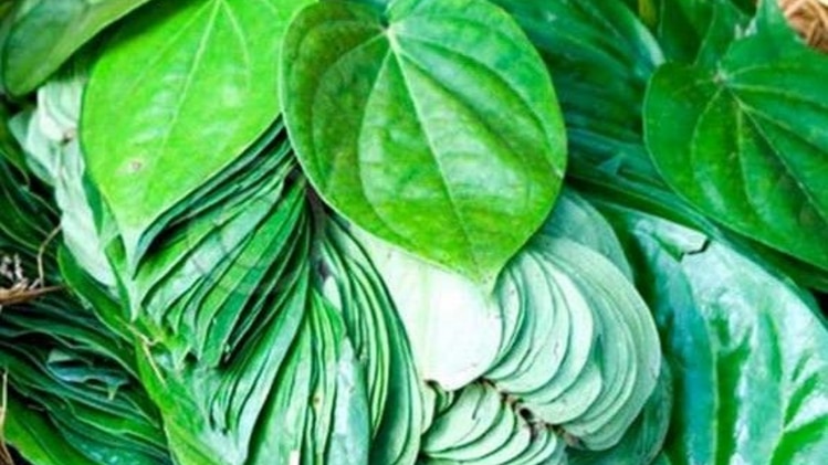 पान खेती के लिए मिल रहा है अनुदान