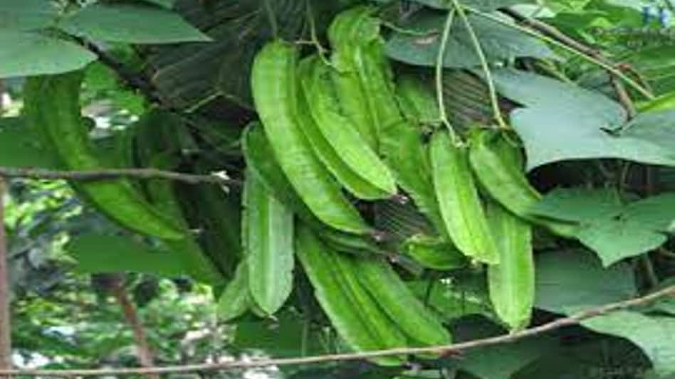 प्रोटीन से भरपूर है नई काशी अन्नपूर्णा सेम, इसकी जड़ और पत्तियां भी खाई जा सकती हैं प्रोटीन से भरपूर है नई काशी अन्नपूर्णा सेम, इसकी जड़ और पत्तियां भी खाई जा सकती हैं