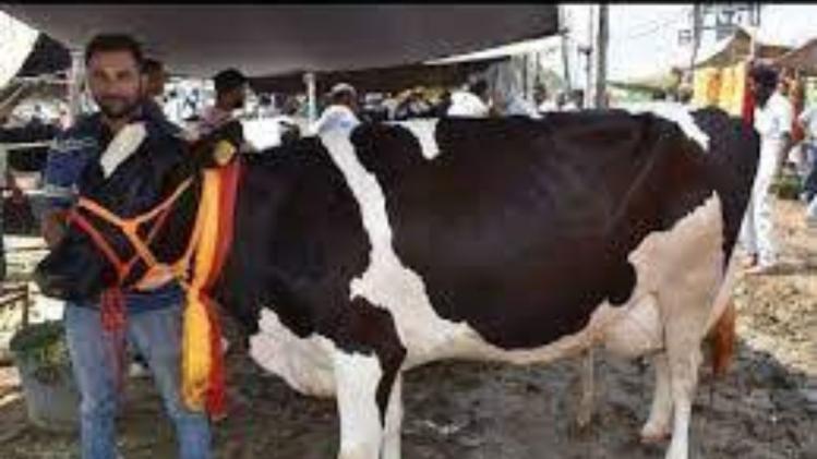 गाय ने 24 घंटे में द‍िया 72 किलो दूध, पशुपालक को इनाम में म‍िला ट्रैक्टर